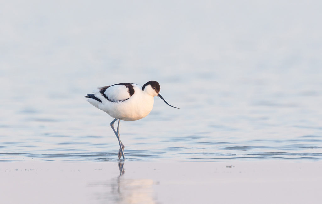 Säbelschnäbler im Nationalpark Neusiedler See