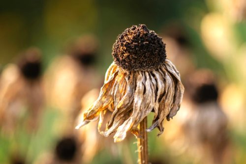 Verdorrte Sonnenblume