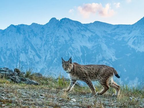 Luchs im Nationalpark Kalkalpen